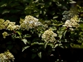 Hydrangea paniculata Vanille Fraise IMG_0208 Hortensja bukietowa